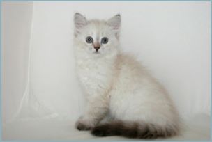 Female Siberian Kitten from Deedlebug Siberians